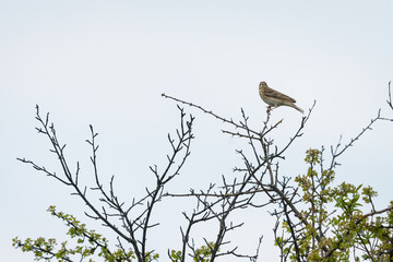 A tree pipit sitting on a bush