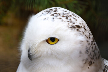 Close-up on an owl in the forest.
