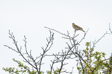 A tree pipit sitting on a bush