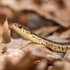 Garter snake slithering through the woods