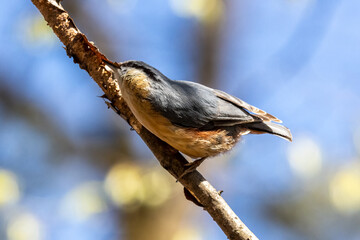 Eurasian nuthatch or wood nuthatch bird, Sitta europaea perched on a branch, foraging in a forest.