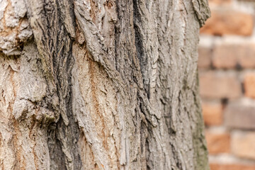 Old tree bark. Very old tree close up against a brick wall.