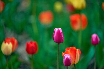 Obraz premium red and yellow tulip