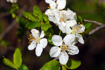 Close-up on a blossoming branch in spring in the park.