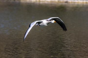 The bar-headed goose, Anser indicus flying over a lake in English Garden in Munich