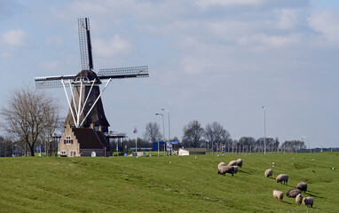 alte Windmühle de Herder in Medemblik am Ijsselmeer