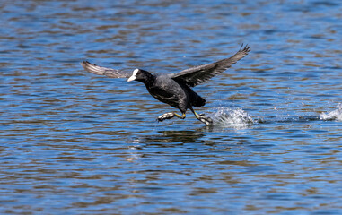 Eurasian coot, Fulica atra chasing each other by running across the water