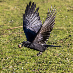 The Common Raven, Corvus corax flying at Kleinhesseloher Lake in Munich, Germany