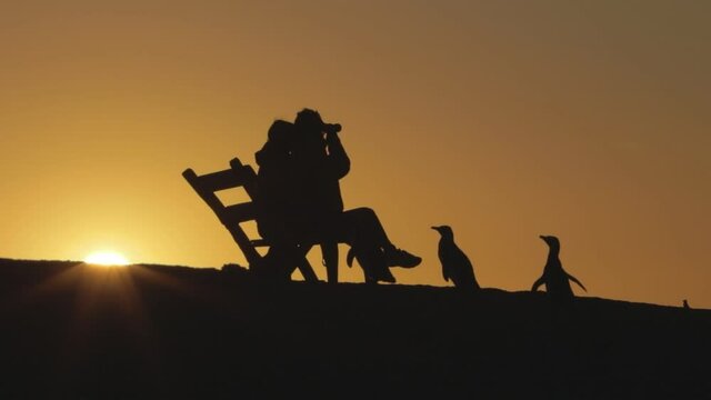 two people silhouette sitting on a bench surrounded by penguins at sunset - Static shot