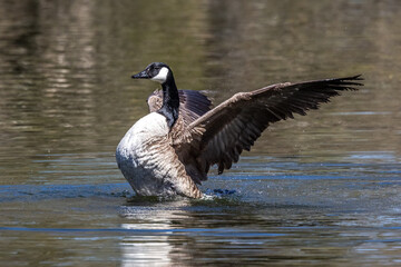 The Canada Goose, Branta canadensis at a Lake near Munich in Germany