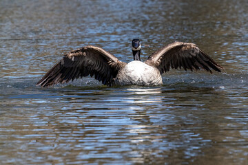 The Canada Goose, Branta canadensis at a Lake near Munich in Germany