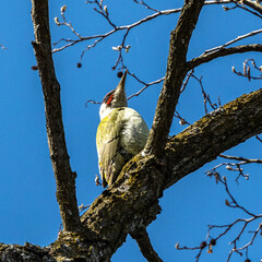 Grey-headed woodpecker, Picus canus. On a sunny morning, a bird sits on a tree trunk and looks for food.