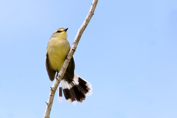 Greater Wagtail-Tyrant (Stigmatura budytoides) perched on a branch with a fan tail in the Brazilian caatinga