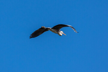 Grey Heron or Ardea cinerea. Single Grey Heron in flight.