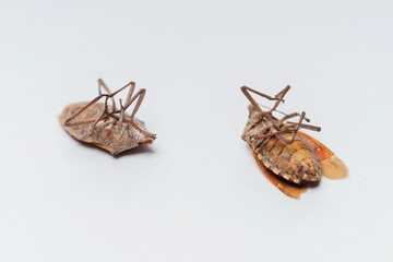 Dead dried insects out on a white background. Bedbugs legs up close-up.