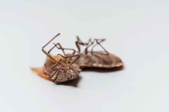 Dead dried insects out on a white background. Bedbugs legs up close-up.