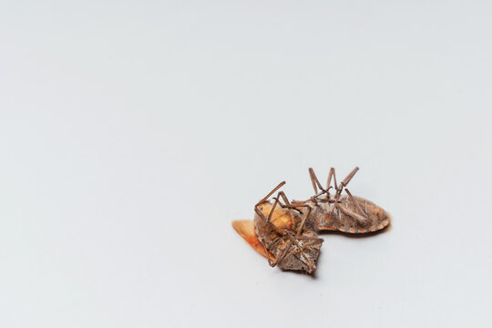 Dead dried insects out on a white background. Bedbugs legs up close-up.
