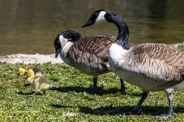 Canada goose, Branta canadensis family with young goslings at a lake near Munich in Germany