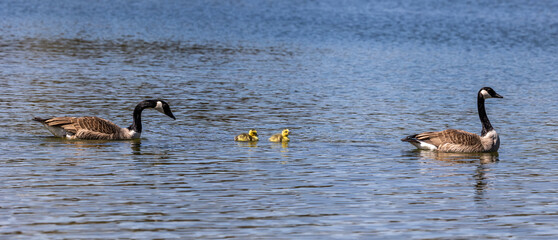 Canada goose, Branta canadensis family with young goslings at a lake near Munich in Germany