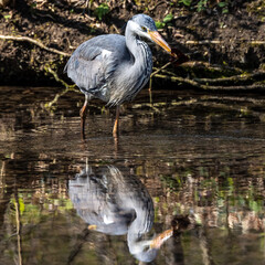 While fishing in the moving water a grey heron, Ardea cinerea successfully caught a fish.