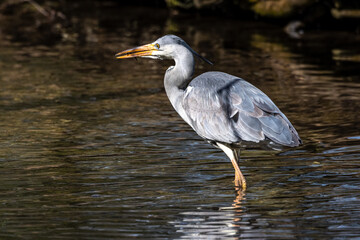 While fishing in the moving water a grey heron, Ardea cinerea successfully caught a fish.