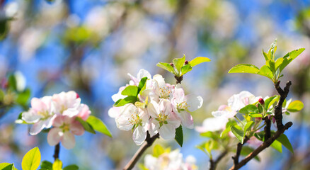 Apple blossoms over blurred nature background. Spring flowers. Spring Background.