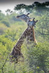 A pair of giraffes (Giraffa giraffa) sparring in the African bush