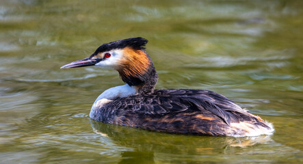 Great Crested Grebe, Podiceps cristatus with beautiful orange colors, a water bird with red eyes.