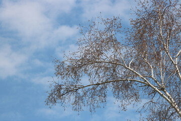 Tree Branches Against a Blue Sky