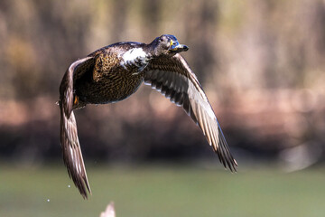 Wild duck or mallard, Anas platyrhynchos flying over a lake in Munich, Germany