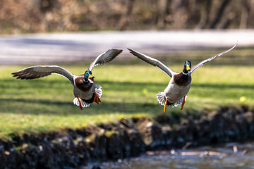 Wild duck or mallard, Anas platyrhynchos flying over a lake in Munich, Germany
