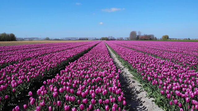 Walking through rows of beautiful purple Tulips - Netherlands