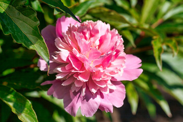 Romantic pink peonies in spring garden sunny day