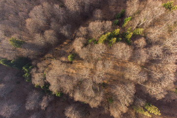 Aerial view above the beautiful mountain forest, during spring.