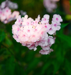 Garden phlox (Phlox paniculata), vivid summer flowers. Blooming branches of pink phlox in the garden on a sunny day. Soft blurred selective focus.	