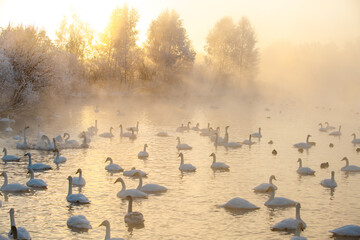 Wintering of white swans trumpeters in the morning fog on an ice-free lake