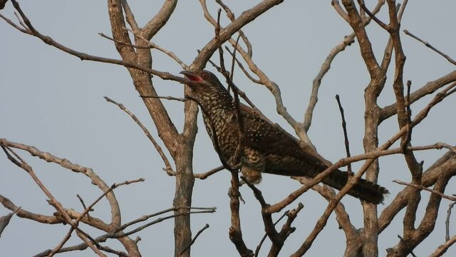Asian koel in tree waiting for food .