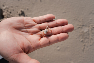 closeup small white ghost carb on man big hand palm with brown sand background, beach crab