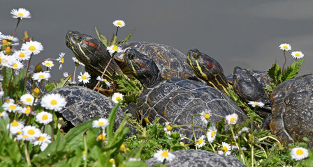 water turtles and daisies - 431522508