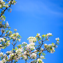 Apple blossoms over blurred nature background. Spring flowers. Spring Background.