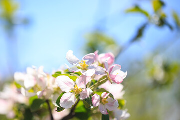 Fototapeta na wymiar Apple blossoms over blurred nature background. Spring flowers. Spring Background.
