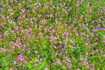 Wildflowers. Pink flowers of wild carnation ( Dianthus caryophyllus ) among green grass on sunny spring day, background