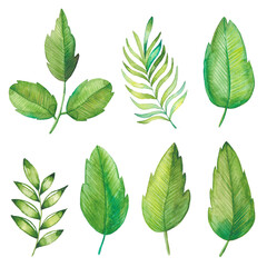 Watercolor leaves collection isolated on white background