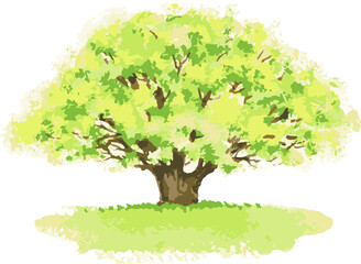 Vector watercolor image of old oak tree in summer