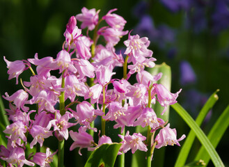 spanish bluebells with light blue, pink and white petals in bloom