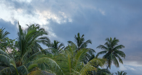 Fototapeta na wymiar palm plants on a tropical island