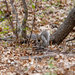 Naklejka na ściany i meble Squirrel leaping through the trees with acorn in mouth