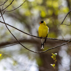 Bright yellow male goldfinch perched on tree limb