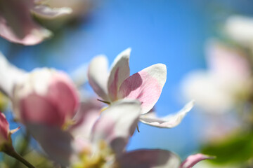 Apple blossoms over blurred nature background. Spring flowers. Spring Background.