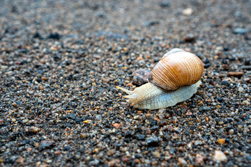 Snail on the dirt road. Background with copy space.